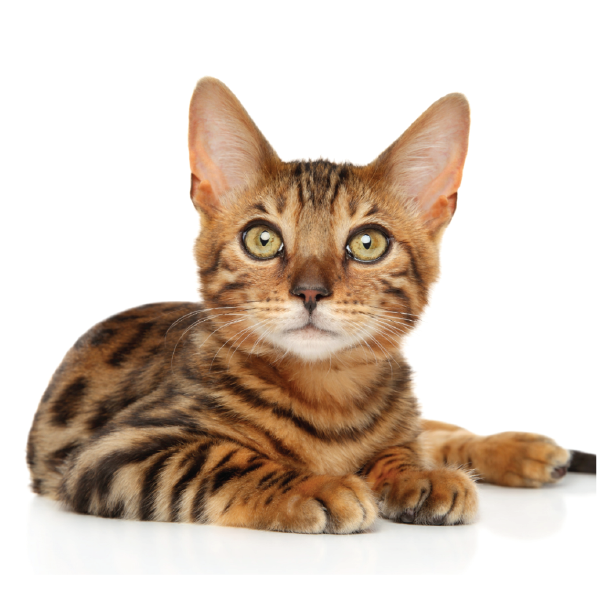 bengal kitten