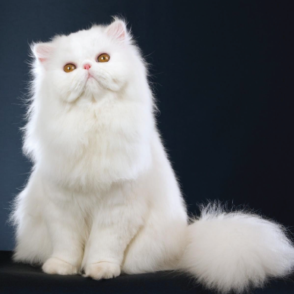 persian breed